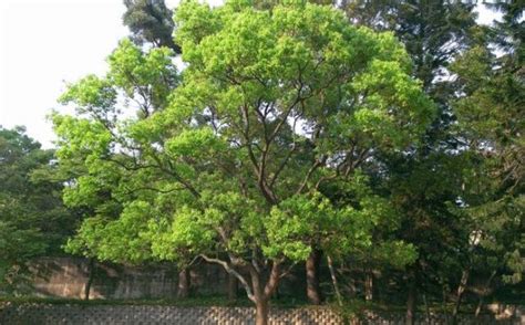 樟樹的味道|香氣植物介紹 